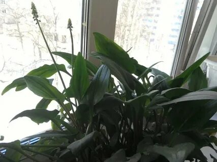 Листья похожие на спатифиллум
