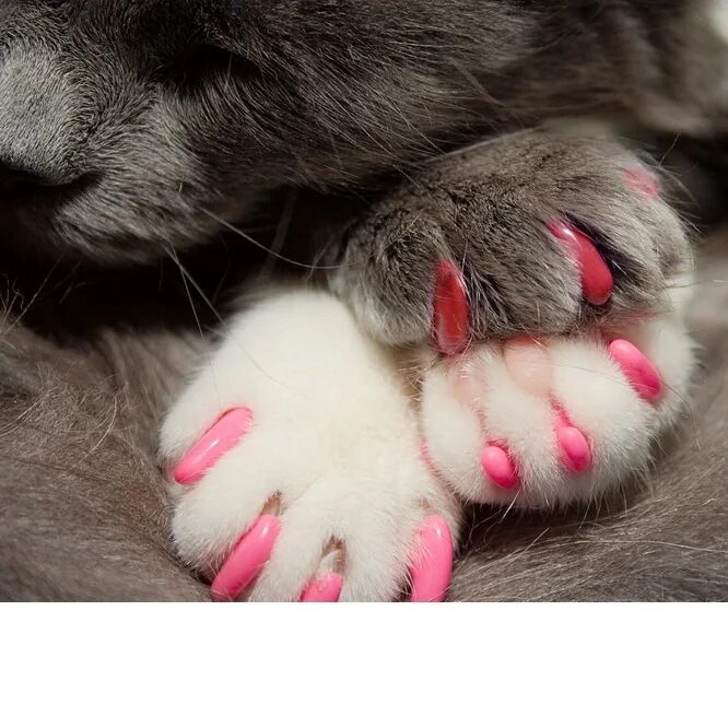 Лапки нажимать. Кошка на ногтях. Антицарапки для кошек. Лапки нажимать. Кот и компьютерная мылка.