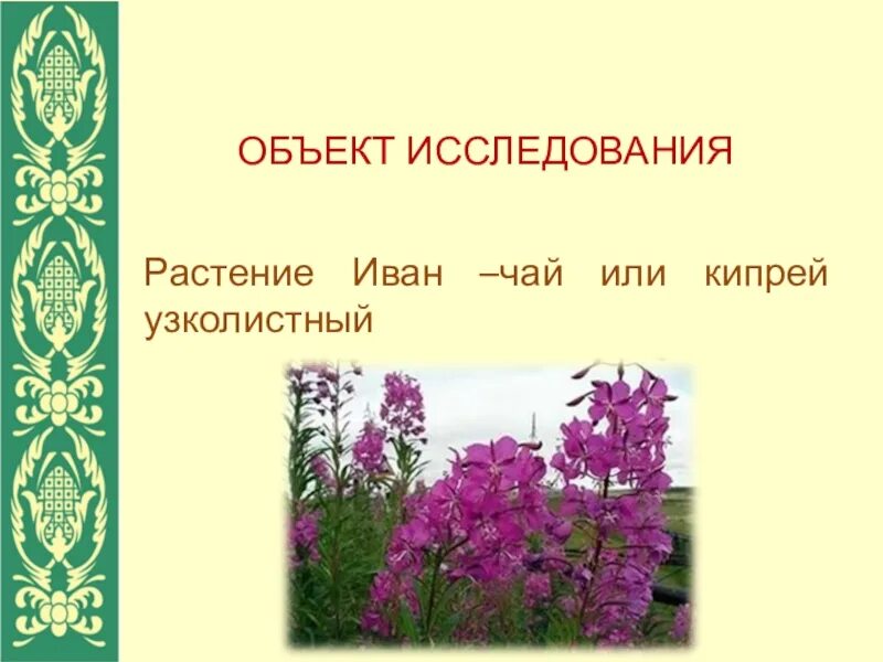 Проект иван чай 2 класс Иван-чай. Емельяновская биофабрика online presentation