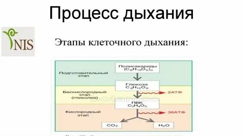 Процесс дыхания