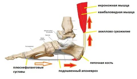 Шпора по мкб 10 у взрослых