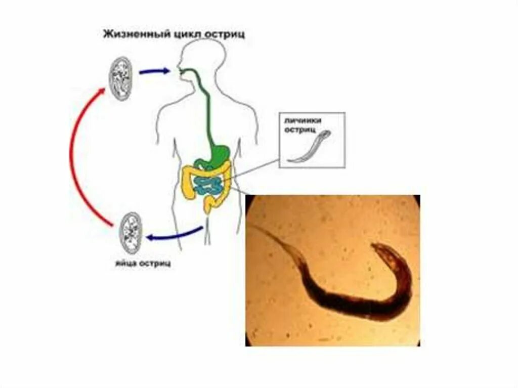 Передаются ли аскариды от человека к человеку. Цикл развития острицы. Острица детская круглые черви. Жизненный цикл острицы детской.