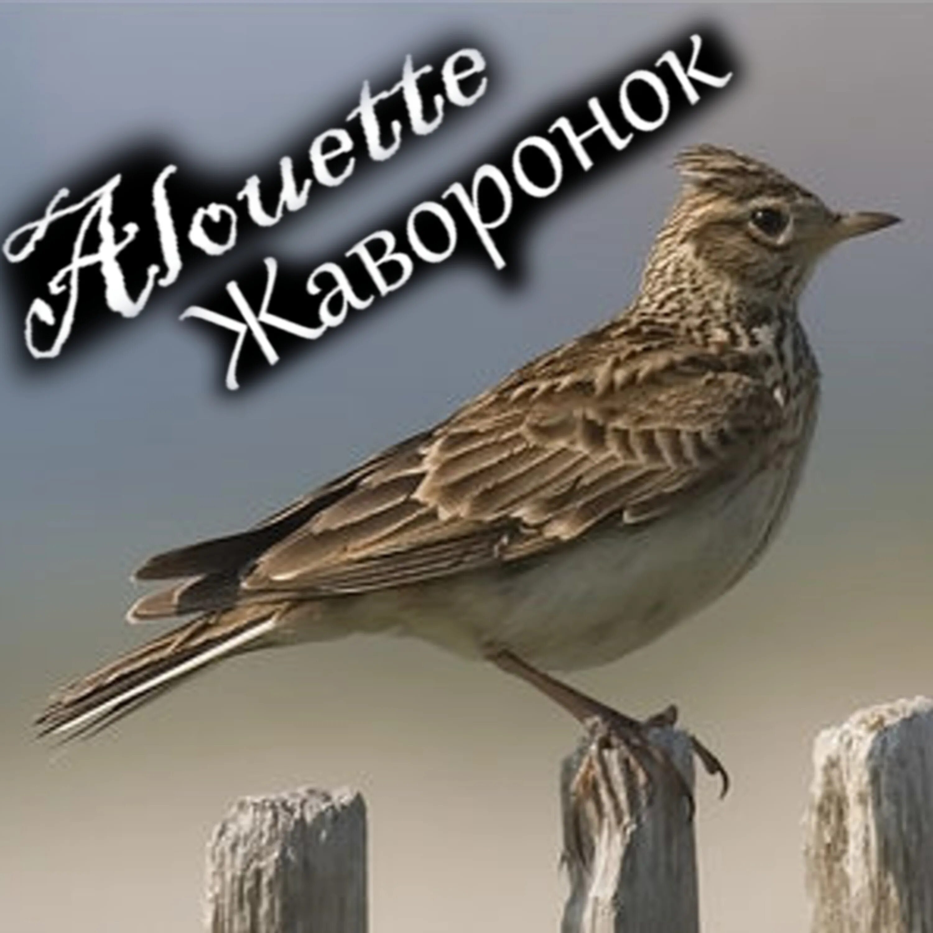 Иллюстрация к романсу жаворонок глинки 3 класс. Песенки про жаворонков. Жаворонок между небом и землей. Стихотворение жаворонок. Жаворонок польская народная песня слова.