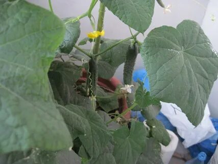 Чем полить огурцы чтобы быстрее плодоносили