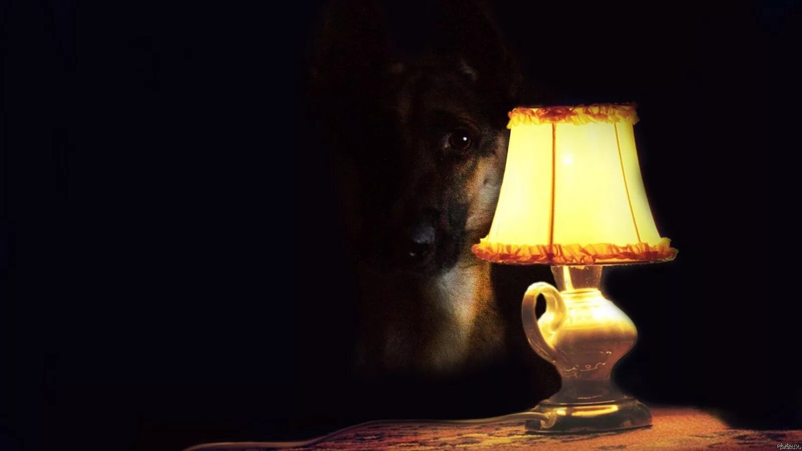 Настало время ох ительных. Вечер удивительных историй. Собака с лампочкой. Ночь удивительных историй. Настало время ахуительных историй кот.