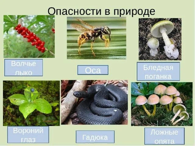3 февраля Окружающий мир Тема: Наши проекты. Работа над проектом "Подробнее о ле