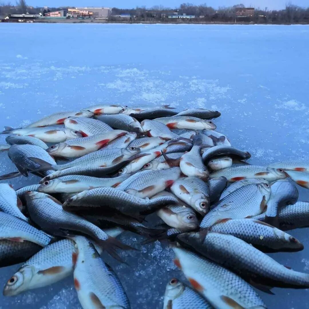 Рыба на устье. Зимняя рыбалка. много рыбы. рыбы зимой. озеро рыбное.