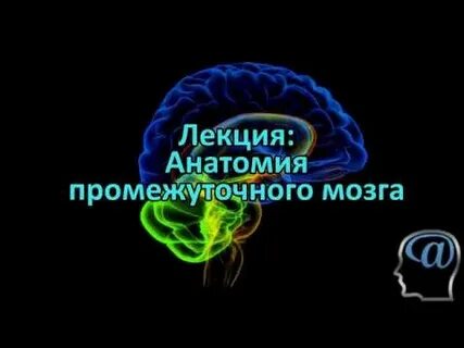 Лекции о мозге