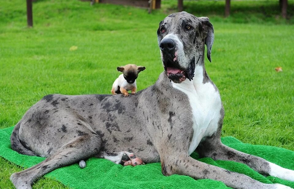 Что значит дога. Датский дог гибсон. Немецкий дог. Датский дог зевс. Немецкий дог зевс самая высокая собака в мире.