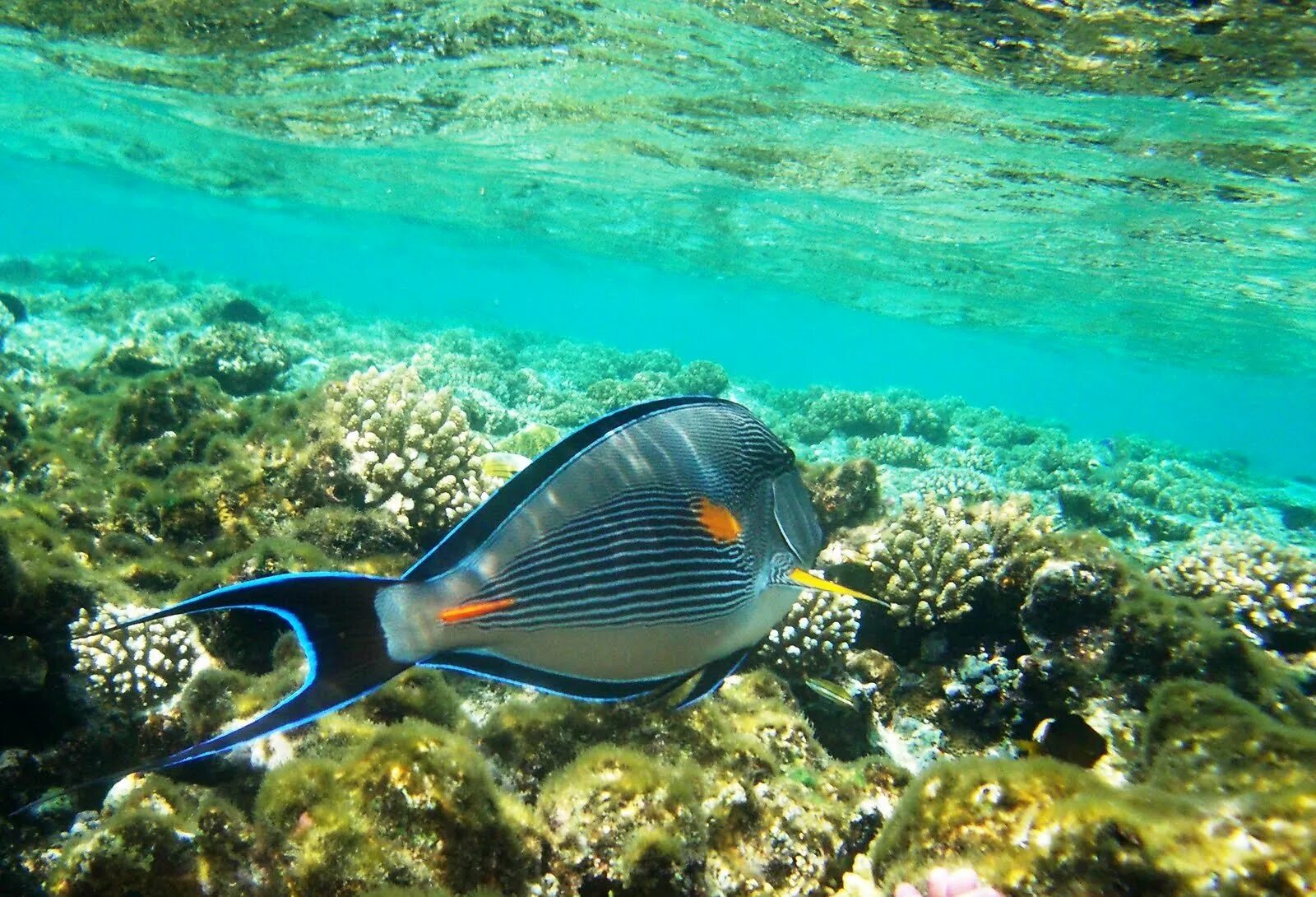 Рыбы шарм эль шейха. Рыбы шарм эль шейха. Рыба попугай шарм эль шейх. Рыба хирург шарм эль шейх. Рыбки в шарм эль шейхе.