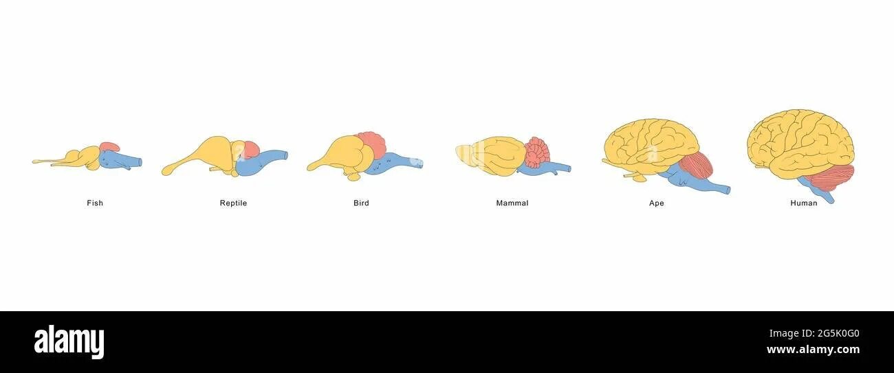 Эволюция мозга у позвоночных животных. Эволюция головного мозга позвоночных таблица. Строение головного мозга хордовых. Эволюция головного мозга хордовых животных. Эволюция мозга позвоночных вид сбоку.