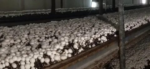 Компост для выращивания шампиньонов