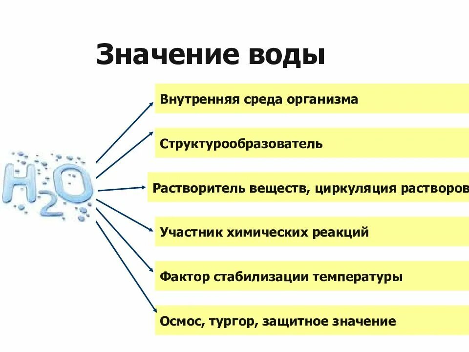 Вода в растительной клетке функции. Биологические функции воды в клетке. роль воды в жизнедеятельности клетки. свойства и функции воды в клетке. роль воды в клетке биология.
