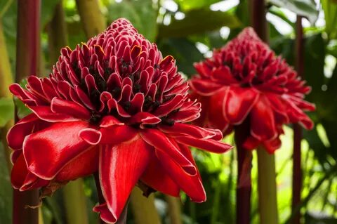 Exotic plants