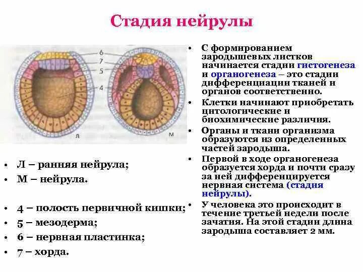 Соединительная ткань нейрулы. Процессы эмбрионального развития нейрулы. Структура эмбриона нейрула. Этапы эмбрионального развития нейрула. Формируется гастральная полость