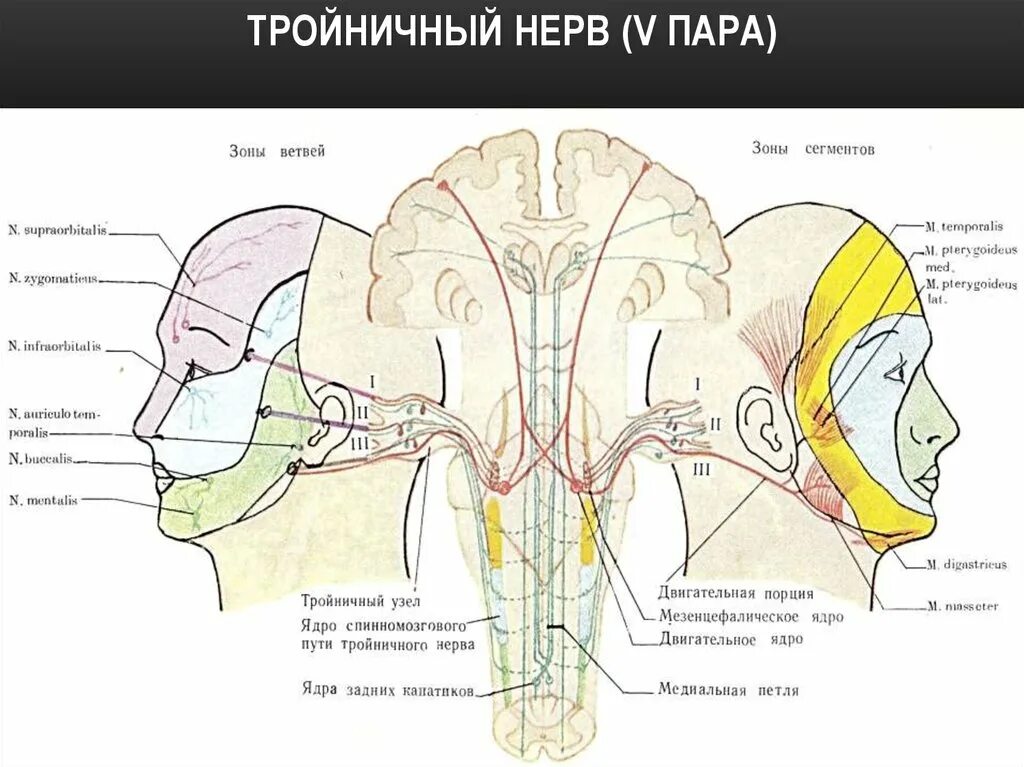 5 Пара ЧМН анатомия. Схема 5 пары черепных нервов. Анатомия тройничного нерва неврология. Тройничный нерв- 5 пара черепных нервов.