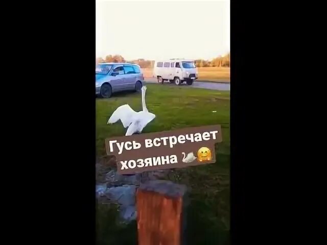 Гуси хозяев