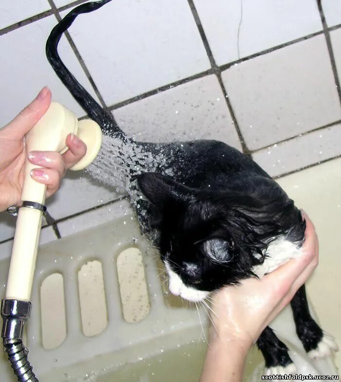 Нужно ли мыть котов. Мытье кошки. Помытая кошка. Кота моют. Кошка моется.