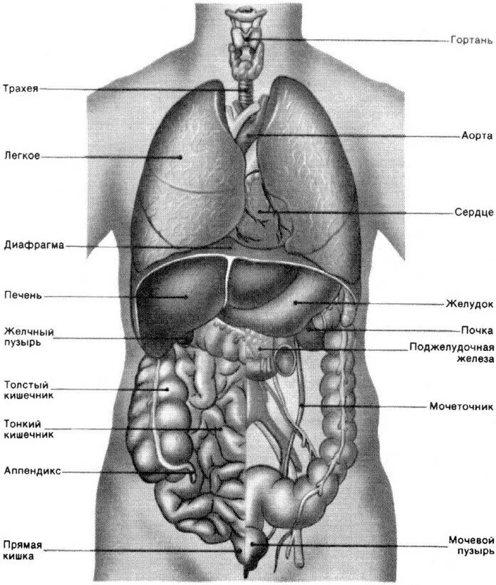 Органы человека расположение с надписями. Внутренние органы человека схема расположения. Строение человека внутренние органы сбоку. Строение внутренних органов человека слева спереди. Внутренние органы человека схема расположения вид сбоку.