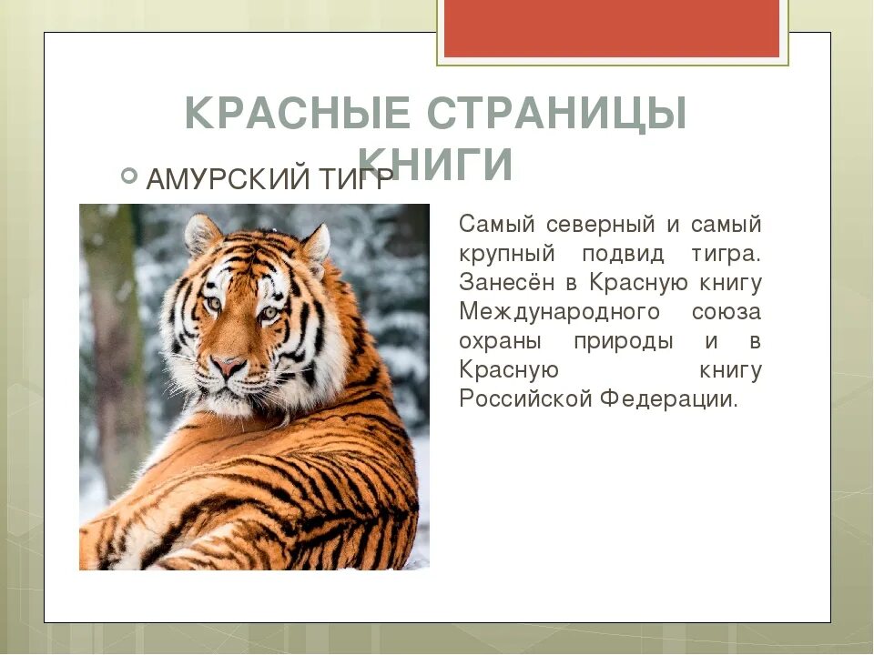 Амурском тигре занесенные в красную книгу
