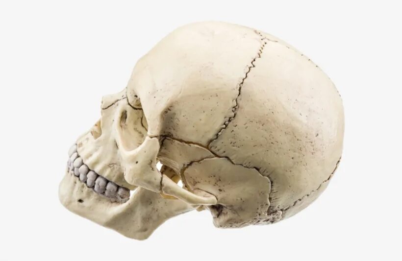 Скелет головы череп. Bone head