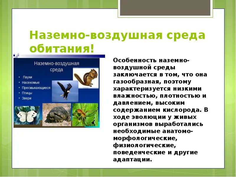 Доклад по биологии на тему среды обитания