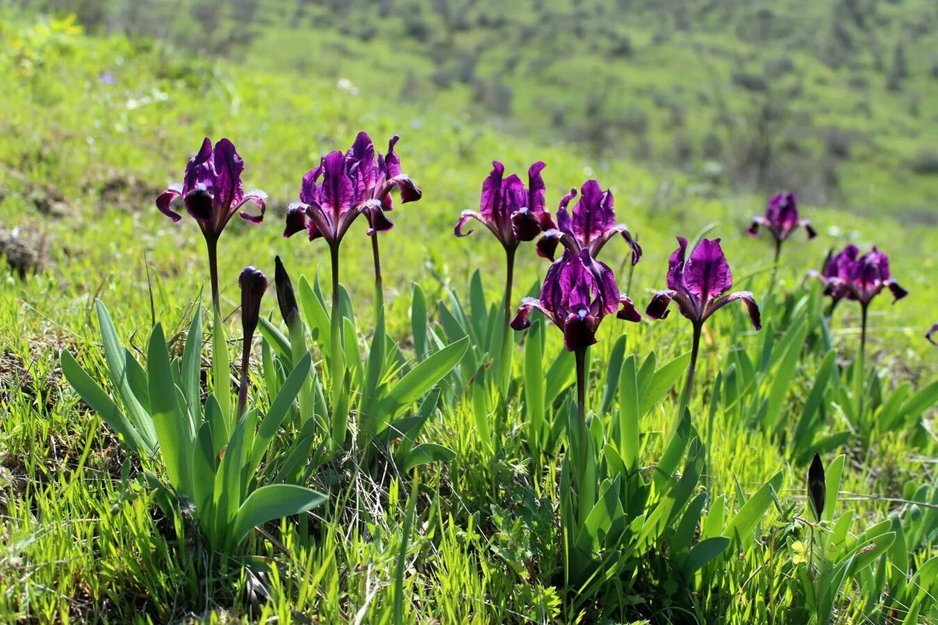 Где растет ирис природная зона. Дагестанский заповедник растения. Алханай растения.