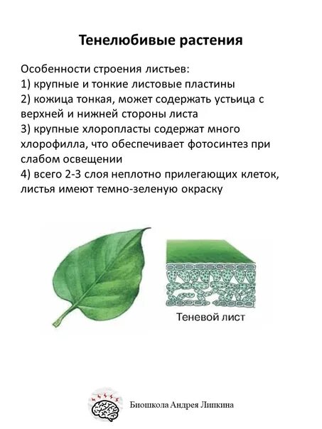 Строение листа светолюбивых растений. Какие листья у светолюбивых растений. Светолюбивые растения характеристика листьев. Светолюбивые листья. Светолюбивые (гелиофиты).