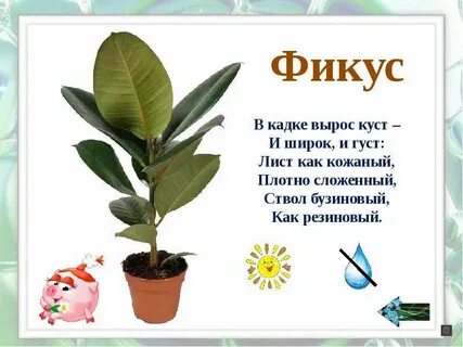 Благодарность комнатным растениям