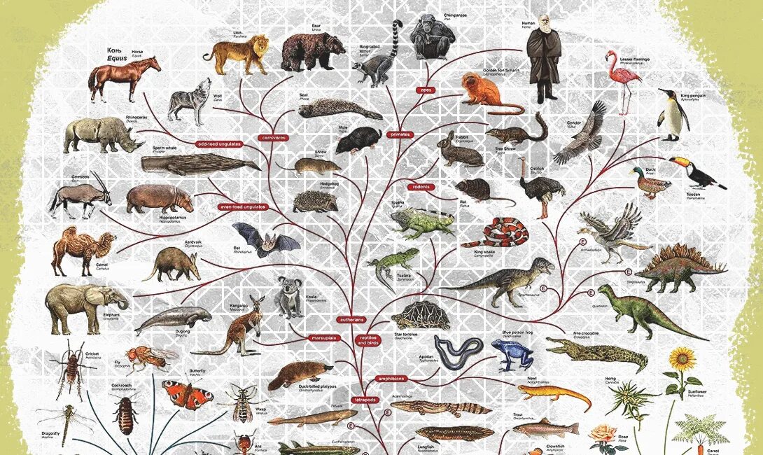 Вид многие. Эволюционное дерево жизни Чарльза Дарвина. Филогенетическое Древо млекопитающих. Эволюционное Древо Дарвина. Эволюционное Древо млекопитающих.