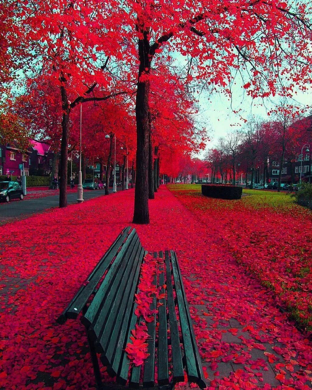 Красное фото. Осень. Красная осень. Красное дерево. Красный цвет в природе.
