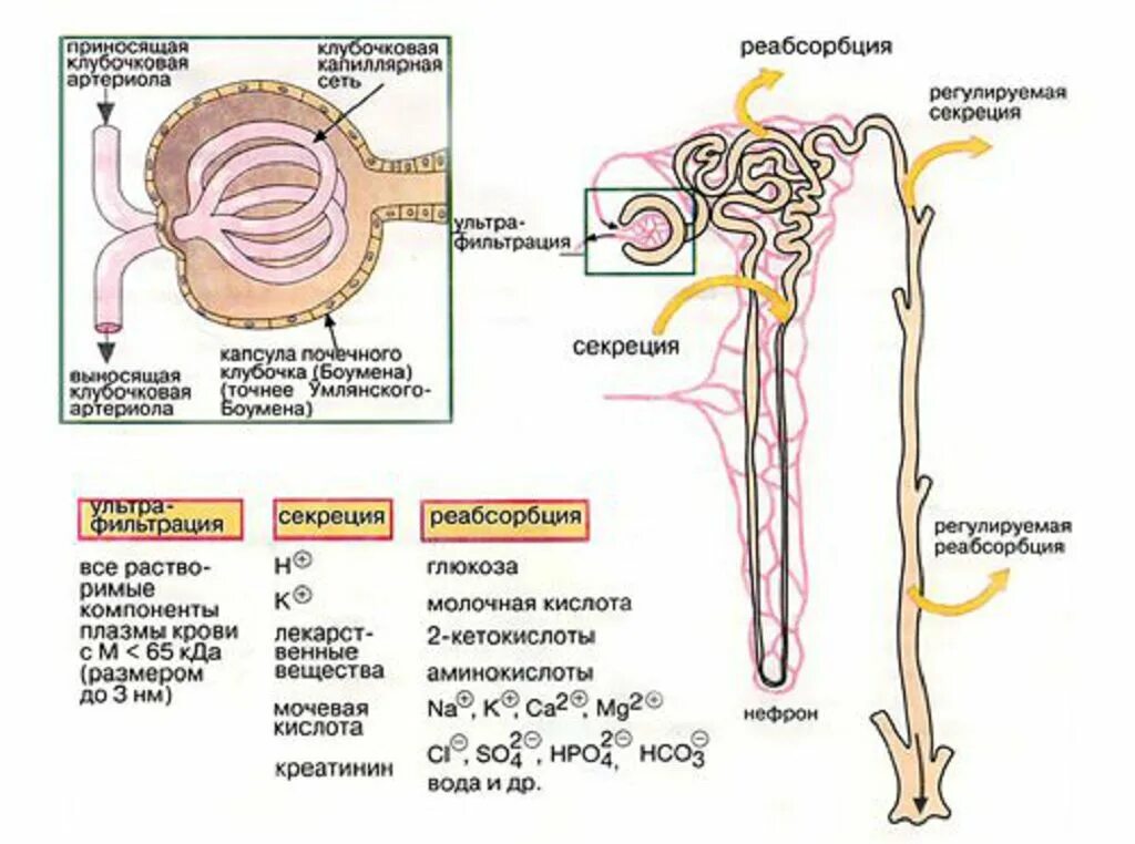 Нефрон ультрафильтрация. Фильтрация секреция и реабсорбция физиология почек. Почечная фильтрация схема. Фильтрация крови схема. Механизм клубочковой фильтрации почек.