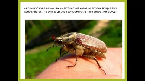 Ног у жука