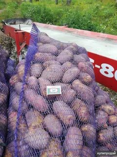 Сорт картофеля розара