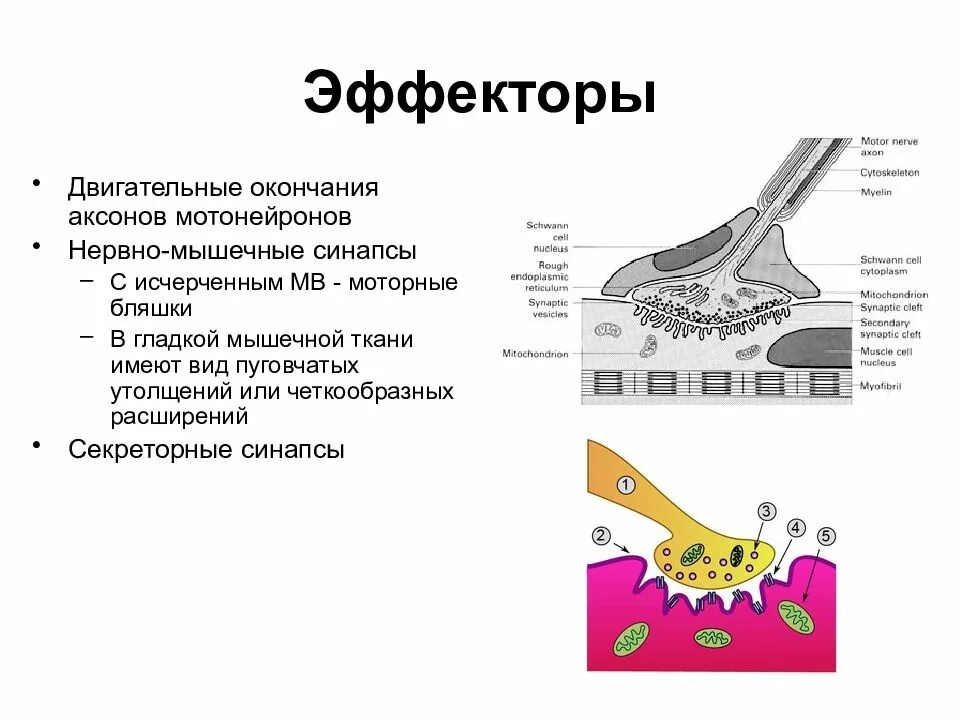 Нервные окончания функции. Эффекторные нервные окончания классификация. Моторная бляшка нервно-мышечный синапс. Нервные окончания рецепторы эффекторы. Строение эффекторных нервных окончаний.