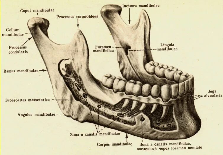 Нижняя челюсть кость анатомия. Строение кости нижней челюсти человека. Анатомия нижней челюсти человека кости. Мыщелковый отросток нижней челюсти.