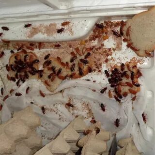 Кухонный таракан (83 фото)