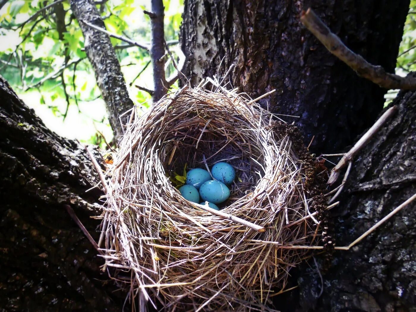 Гнезда птиц видео для детей. Гнездо дрозда рябинника. Обыкновенная горихвостка гнездо. Гнездо певчего дрозда. Дрозд рябинник яйца и гнездо.