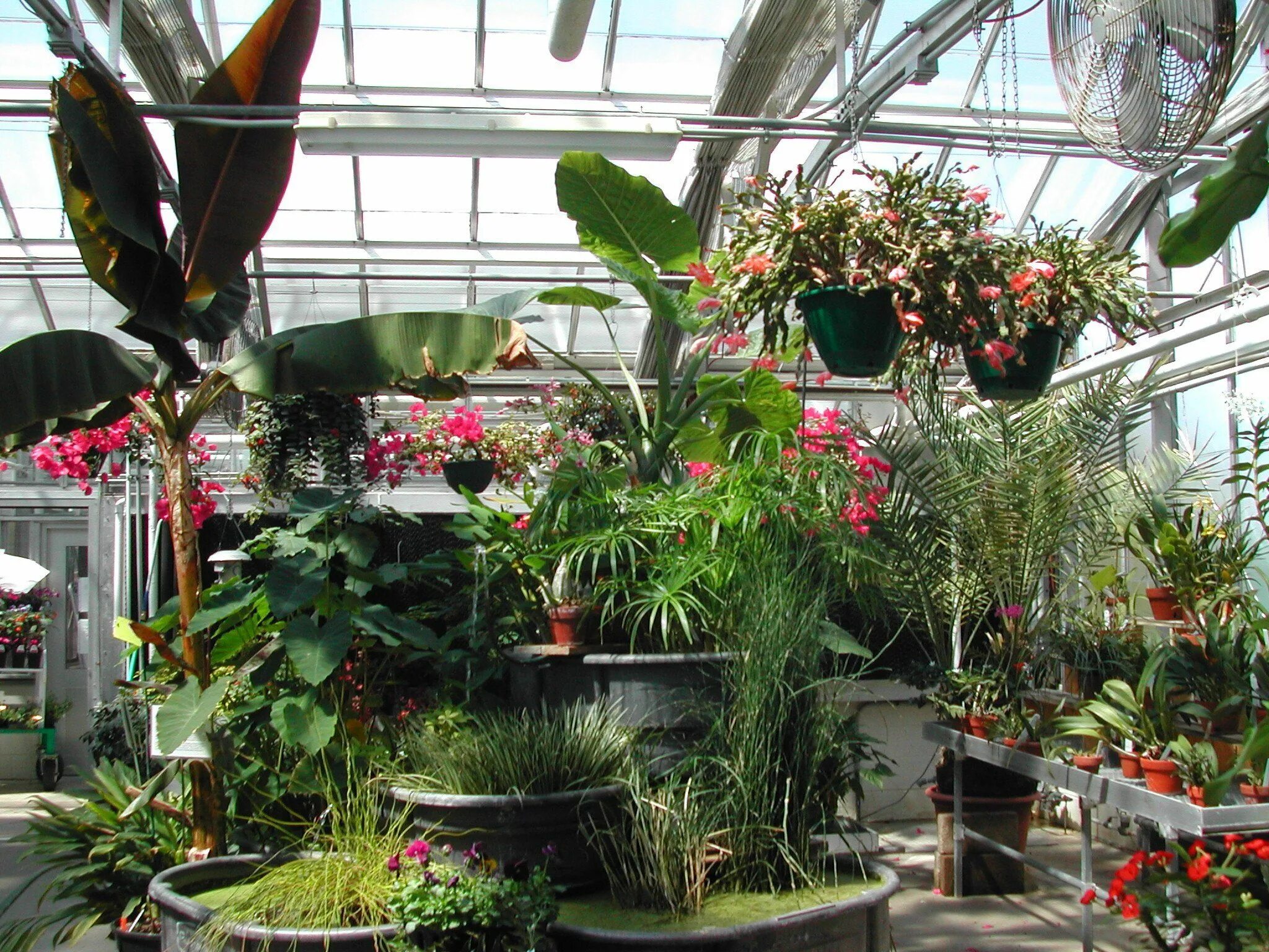 Цветочный магазин экзотические цветы. Оранжерея Биолит. Кэри т. "домашняя оранжерея". Зимний сад оранжерея. Ишимбай оранжерея Енисей.