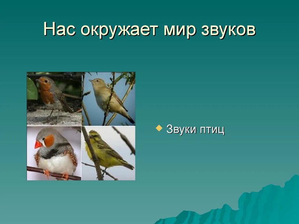 Звуки птиц. Звуковая птичка. Звуки природы птицы. Нас окружают звуки.
