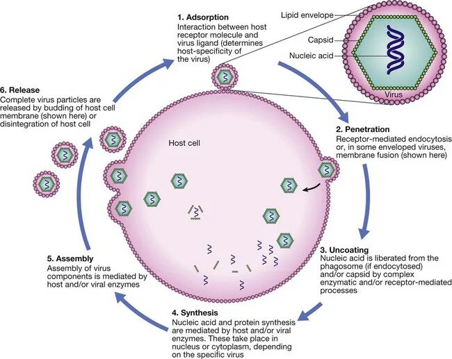 Virus Life Cycle. Host Cell. Cell Life Cycle. Фагосома. Complete virus