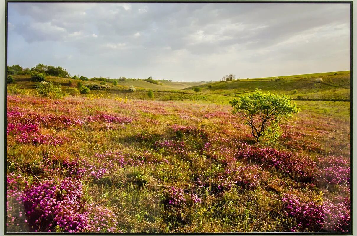 Барабинская лесостепь. Ширь какая. В поле. Береза в омской области. Закат в поле.