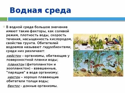 1 обитатель водной среды