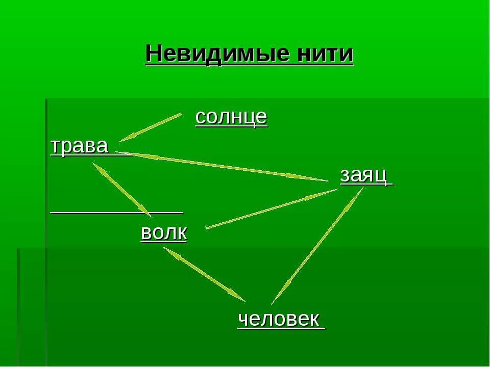 Невидимые нити в весеннем лесу. Схема невидимых нитей в весеннем лесу 2 класс окружающий мир. Ольха майский жук кукушка невидимые нити. Невидимая нить. Невидимые нити в природе 2 класс.