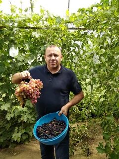 Растет ли виноград