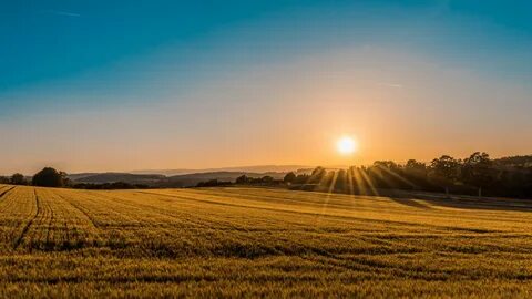 The knowing field