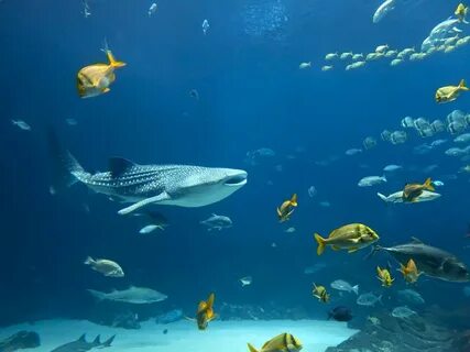 And fish lives in the sea