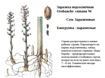 Утрата хлорофилла у растения заразихи формирование