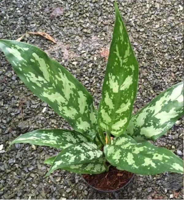 Аглаонема суеверия. Аглаонема treubii. Аглаонема тутанхамон. Аглаонема мадонна индонезия. Аглаонема сильвер кинг.