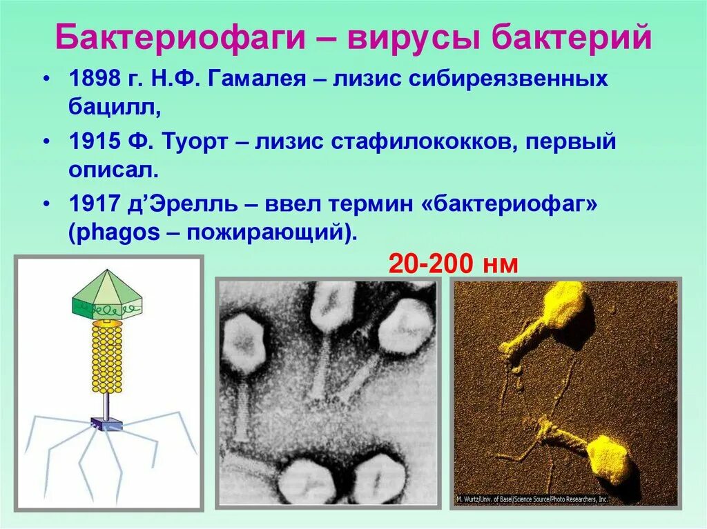 Наследственный аппарат бактериофага. Вирус бактериофаг. Бактериофаг и бактерия. Лизис бактериофага бактерий. Бактериофаги характеризуются.